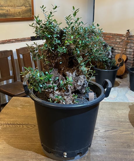 ★☺︎⭐︎☺︎★...& BUHI　オリーブの木　古木　螺旋　10号 𝗦𝘁𝗲𝗹𝗹𝗮𝗿 on X