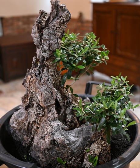オリーブ　古木　盆栽　抜き苗 オリーブ 古木 old olive 盆栽 - メルカリ