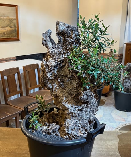 オールドオリーブ　120年 Old Olive オールドオリーブ 120年 Old Olive CATEGORY オリーブ古木