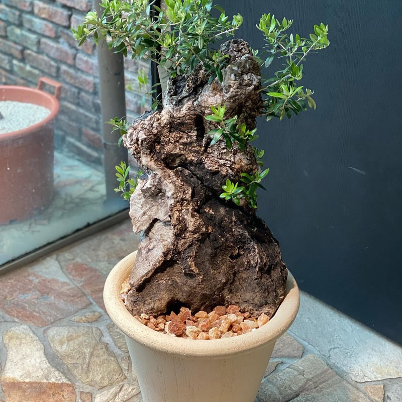 超特大オリーブの木　バスケット ボウル 　しっかりドスンと構える　約28cm 超特大オリーブの木 バスケット ボウル しっかりドスンと構える 約28cm