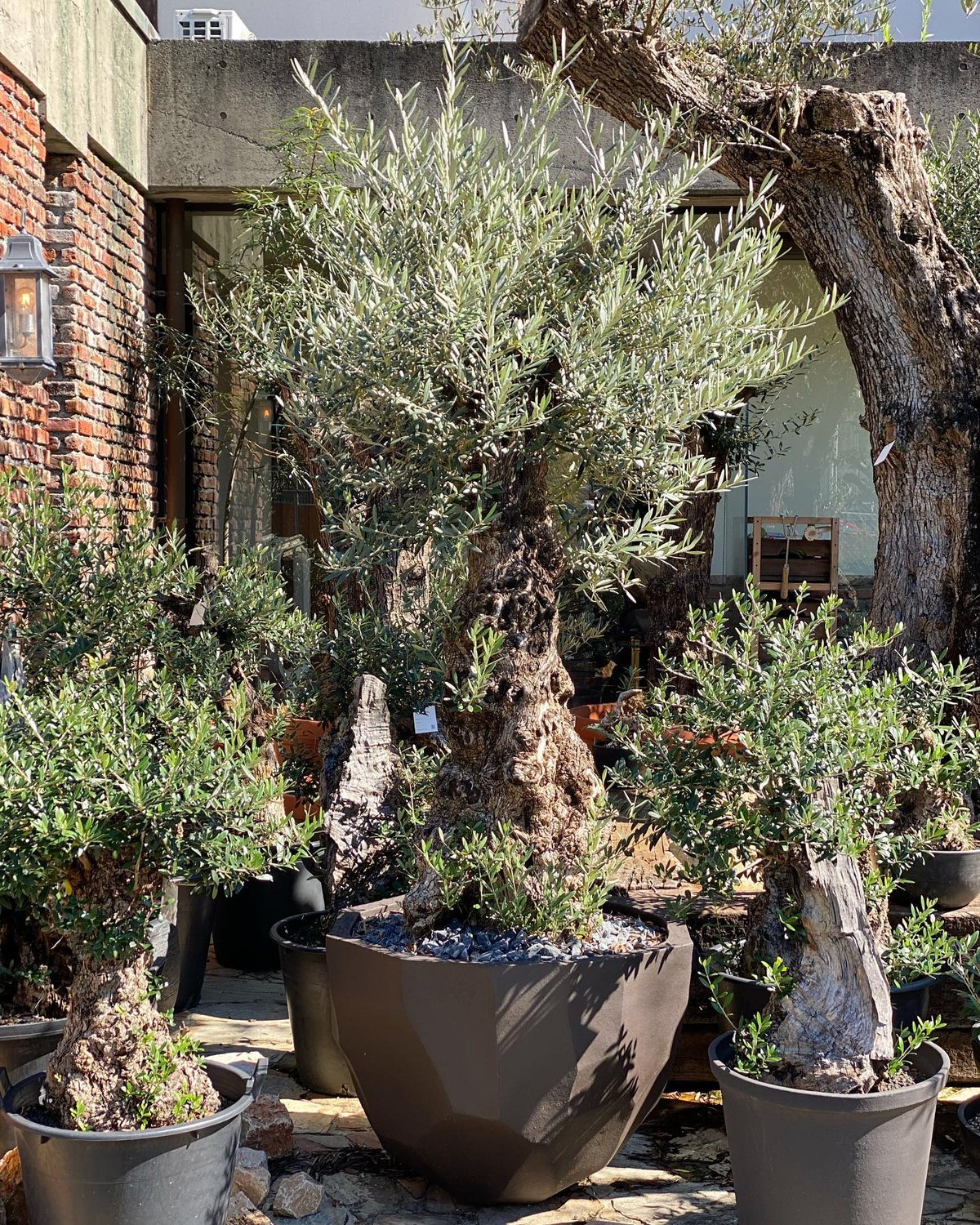 Old olive × Domani pot - BILBAO 75