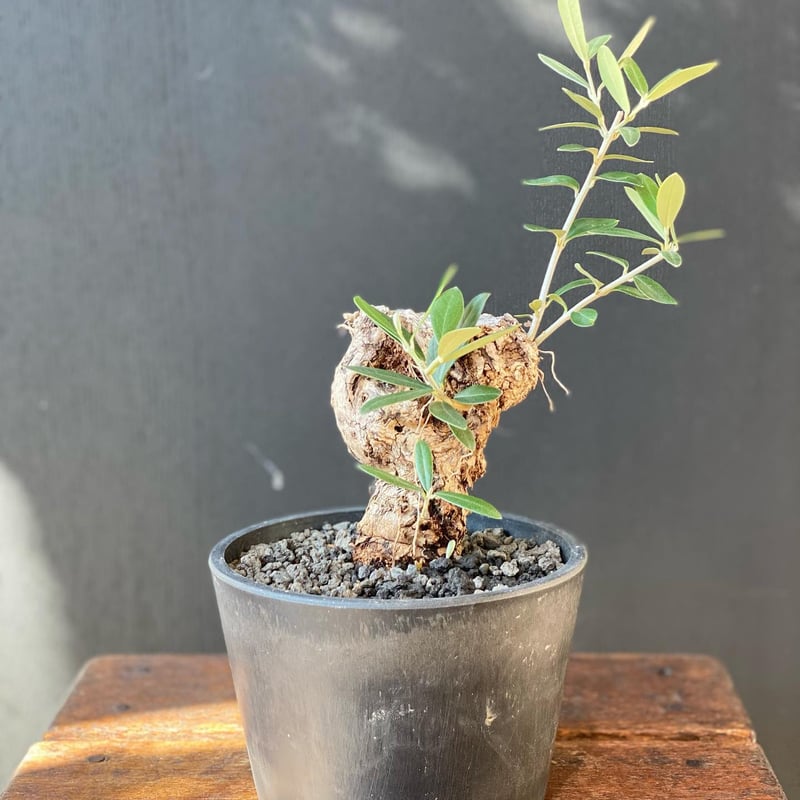 り*)様 古木オリーブ　盆栽 オリーブ 古木 盆栽 オリーブの木 ピクアル