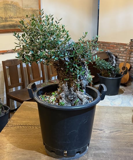 CATEGORY オリーブ古木 | narushuuolive online store