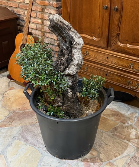 CATEGORY オリーブ古木 | narushuuolive online store