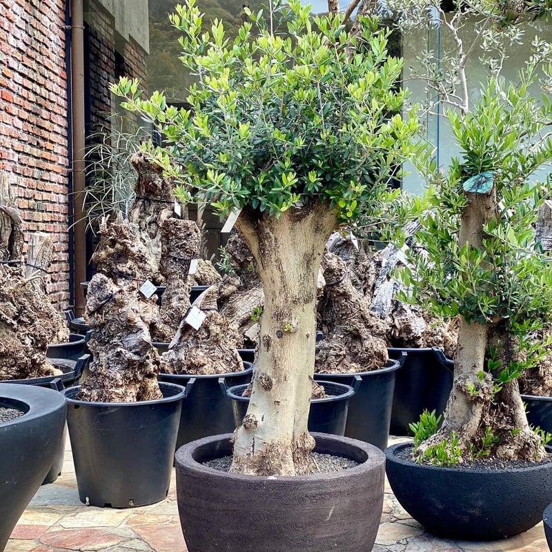 Import Olive no.2019/9/27 N24 <Hojiblanca> DOM 