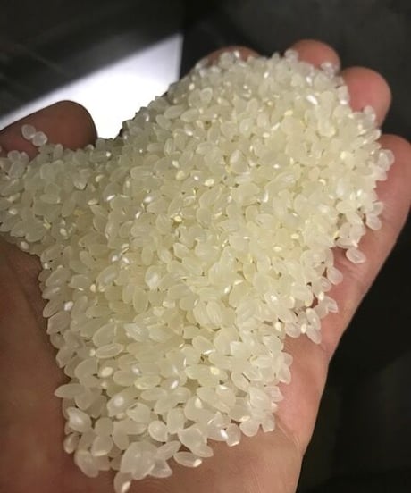 【毎月定期便】魚沼産コシヒカリ ｢よんたご｣ 精米 12か月