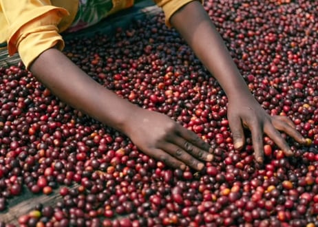 珈琲豆「Ethiopia Guji Jigesa G1 Natural 〜Light Roast〜」  100g