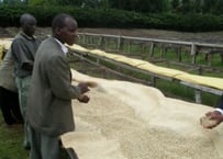 珈琲豆「Kenya マサイAA 〜City Roast〜」  100g