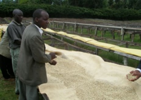 珈琲豆「Kenya マサイAA」  100g