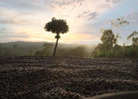珈琲豆「Ethiopia Yirgacheffe Chelbesa Natural G1」  100g