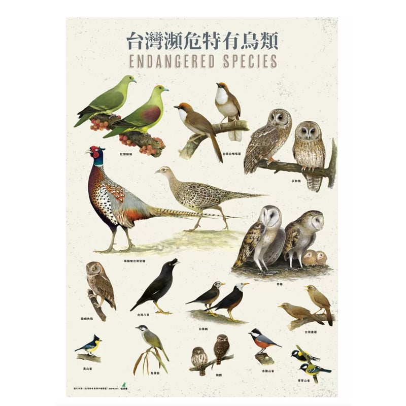 台湾瀕危特有鳥類ポスター | 中国・台湾・香港・アジアのかわいいもの
