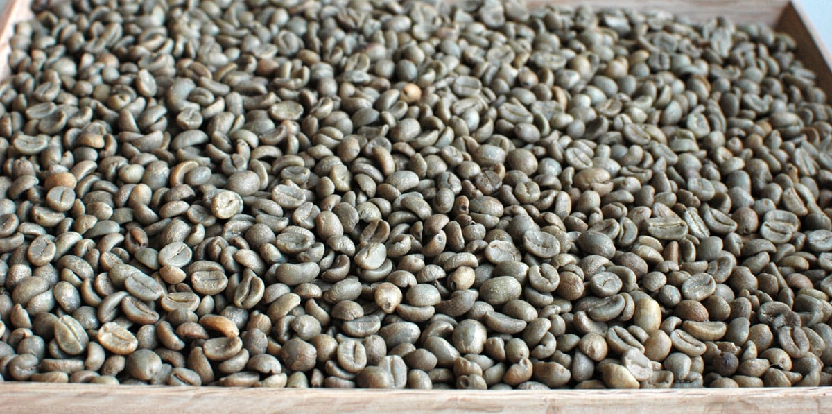 生豆）コスタリカ タラス地方 カフェ・オロ ホワイトハニー 2021 10kg