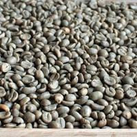 （生豆）コスタリカ　タラス地方　カフェ・オロ　ホワイトハニー　2021　1kg