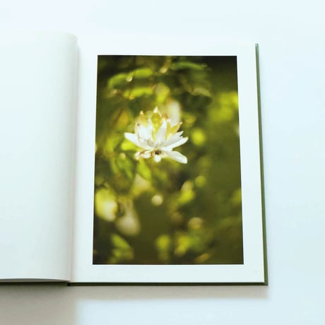 Terri Weifenbach: The may sun