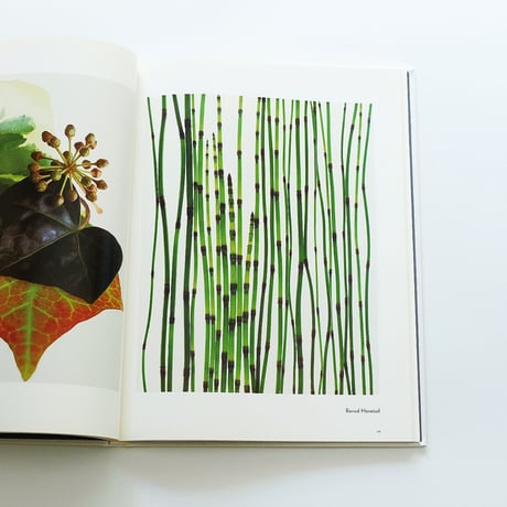 Fleur Olby: Plant Portraits