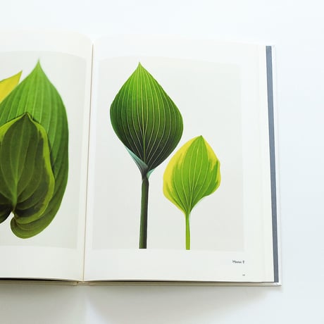 Fleur Olby: Plant Portraits
