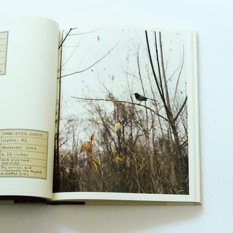 Paula McCartney: Bird Watching