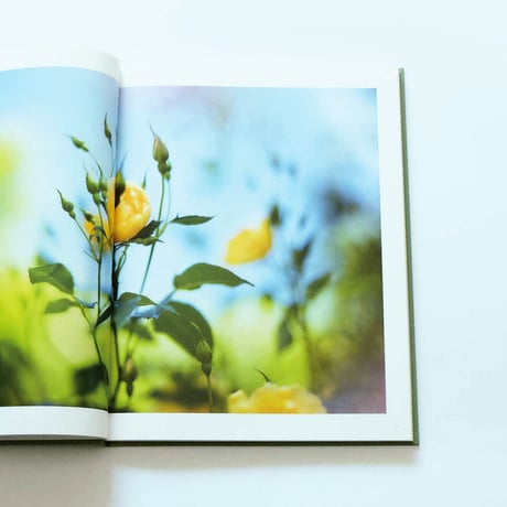 Terri Weifenbach: The may sun