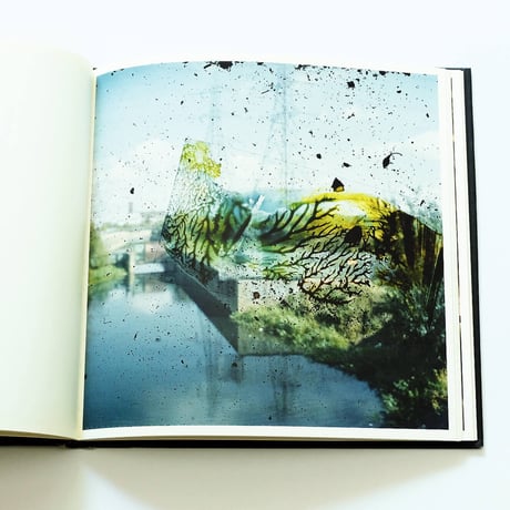 Stephen Gill: Talking to Ants