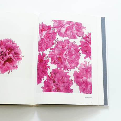 Fleur Olby: Plant Portraits