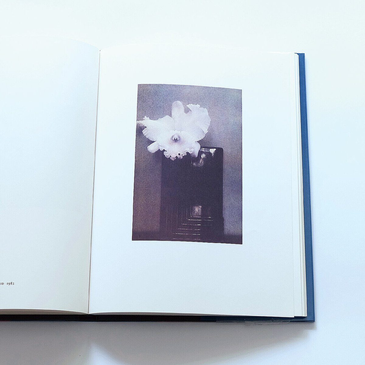 Sheila Metzner: Color | Book Ernest