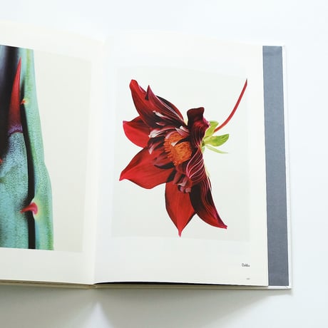 Fleur Olby: Plant Portraits
