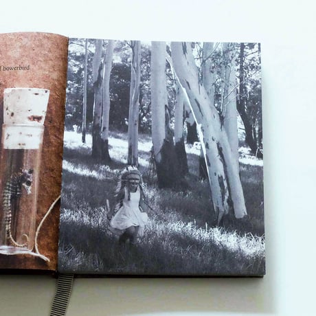 The Life of a Bowerbird by Sibella Court
