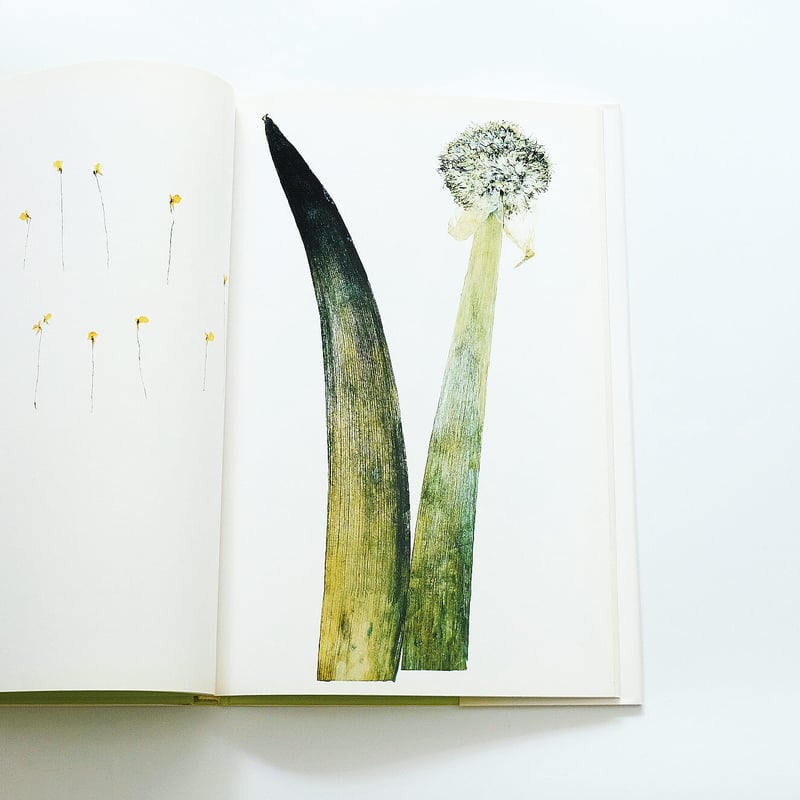 Nick Knight: Flora | Book Ernest