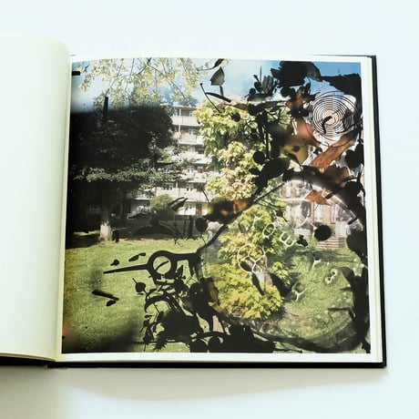 Stephen Gill: Talking to Ants
