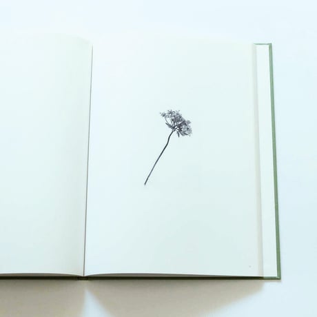 Terri Weifenbach: The may sun