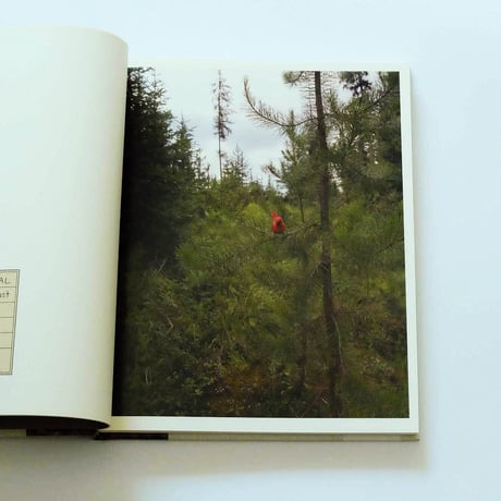 Paula McCartney: Bird Watching