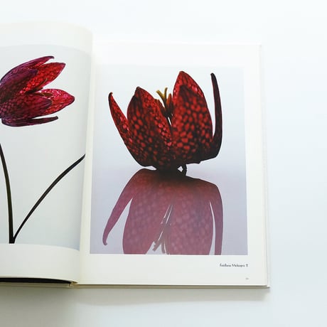 Fleur Olby: Plant Portraits