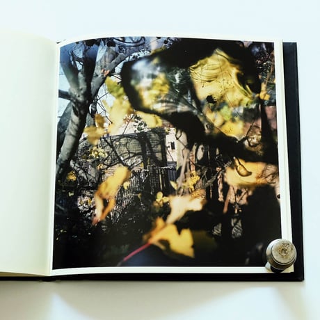 Stephen Gill: Talking to Ants