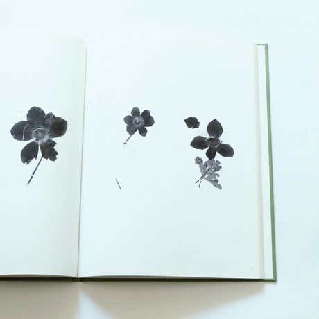 Terri Weifenbach: The may sun