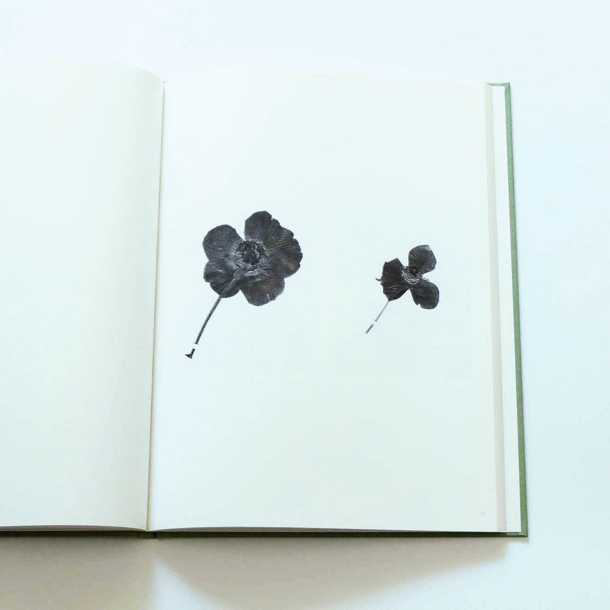 Terri Weifenbach: The may sun | Book Ernest