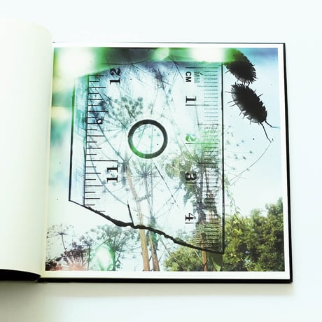 Stephen Gill: Talking to Ants