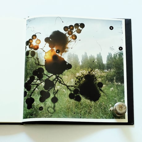 Stephen Gill: Talking to Ants