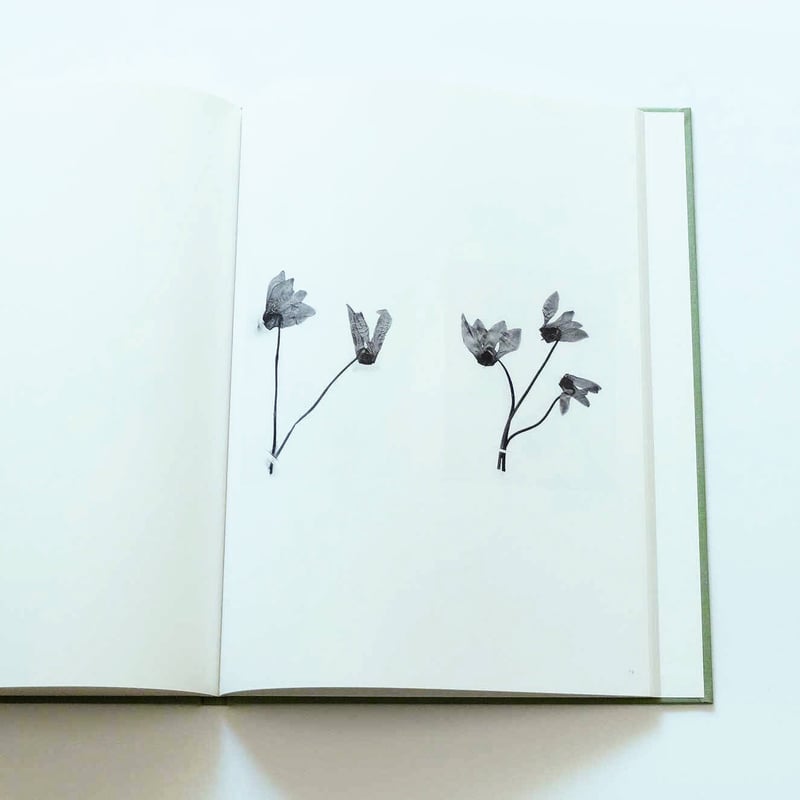 Terri Weifenbach: The may sun | Book Ernest