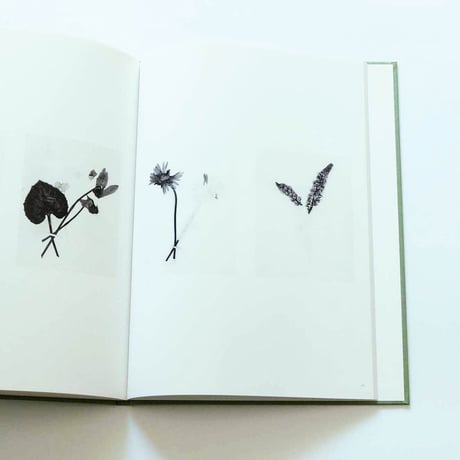Terri Weifenbach: The may sun