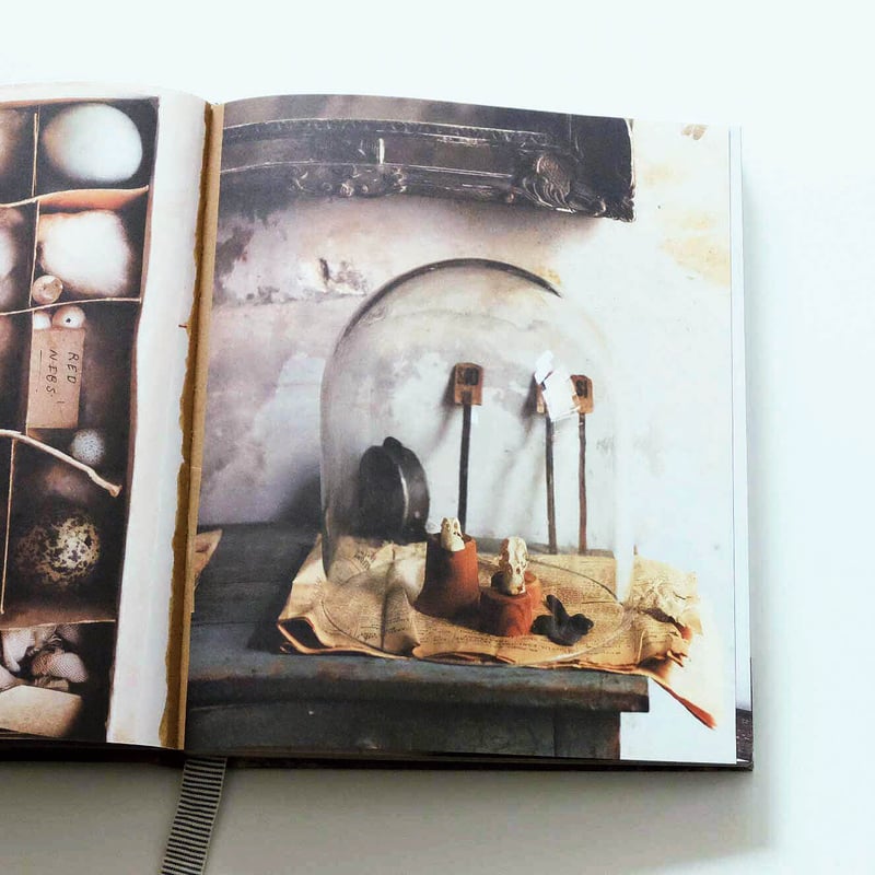 The Life of a Bowerbird by Sibella Court | Book