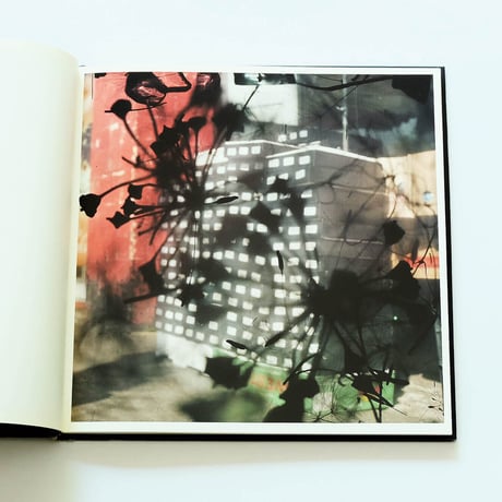 Stephen Gill: Talking to Ants