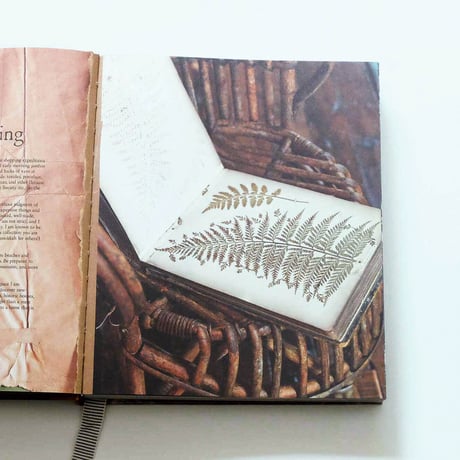 The Life of a Bowerbird by Sibella Court