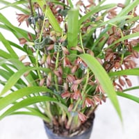 キンリョウヘン(金稜辺)花芽 1鉢(花芽3個以上保証) | 隅野洋 キンリョウヘン(金稜辺)花芽 1鉢(花芽3個以上保証) | 隅野洋