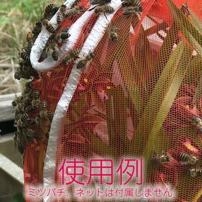 キンリョウヘン（金稜辺）1鉢（3本立以上保証） | 隅野洋蘭