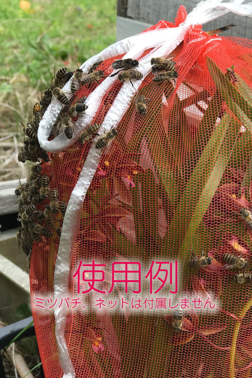 キンリョウヘン（金稜辺）1鉢（3本立以上保証） | 隅野洋蘭オンライン