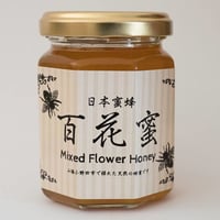 キンリョウヘン（金稜辺）花芽 1鉢（花芽3個以上保証） | 隅野洋蘭