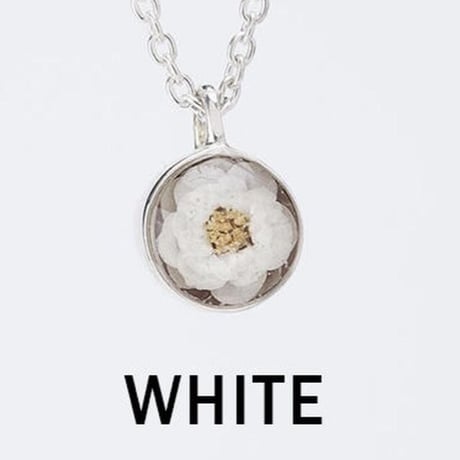 Viburnum Pieace (1個あたりの価格）
