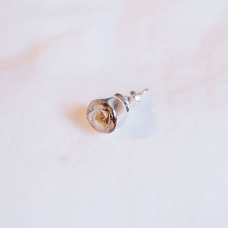 Viburnum Pieace (1個あたりの価格）