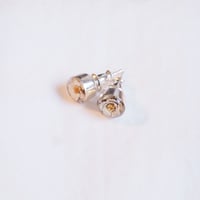 Viburnum Pieace (1個あたりの価格）