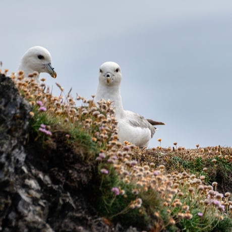 Fair Isle Weekend    by Mary Jane Mucklestone　英文